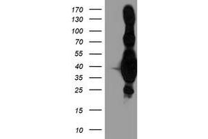 Western Blotting (WB) image for anti-Heme Oxygenase (Decycling) 2 (HMOX2) antibody (ABIN1498685) (HMOX2 抗体)