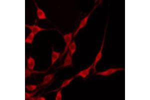 ABIN6274704 staining 293 by IF/ICC. (TRAF3IP3 抗体  (Internal Region))