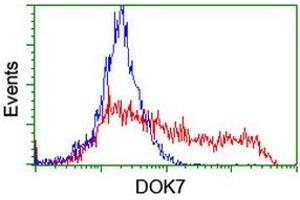 HEK293T cells transfected with either RC219267 overexpress plasmid (Red) or empty vector control plasmid (Blue) were immunostained by anti-DOK7 antibody (ABIN2455833), and then analyzed by flow cytometry. (DOK7 抗体)