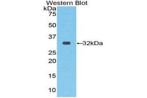Western Blotting (WB) image for anti-Ribonuclease/angiogenin Inhibitor 1 (RNH1) (AA 76-333) antibody (ABIN1860443) (RNH1 抗体  (AA 76-333))