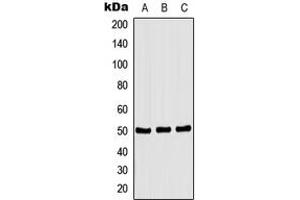 Western blot analysis of CSK (pS364) expression in HEK293T PMA-treated (A), NIH3T3 PMA-treated (B), H9C2 PMA-treated (C) whole cell lysates. (CSK 抗体  (C-Term, pSer364))