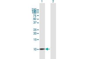 Western Blot analysis of SLURP1 expression in transfected 293T cell line by SLURP1 MaxPab polyclonal antibody. (SLURP1 抗体  (AA 1-103))