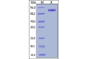 SDS-PAGE (SDS) image for Interleukin 23 Receptor (IL23R) (AA 24-355) (Active) protein (Fc Tag) (ABIN6809891)