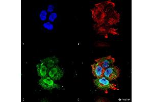 Immunocytochemistry/Immunofluorescence analysis using Mouse Anti-Synaptotagmin-7 Monoclonal Antibody, Clone S275-14 . (SYT7 抗体  (AA 150-239) (APC))