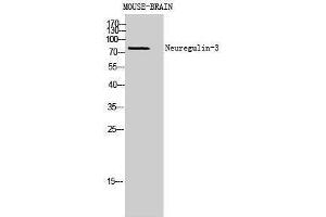 Western Blotting (WB) image for anti-Neuregulin 3 (NRG3) (Internal Region) antibody (ABIN3178994) (Neuregulin 3 抗体  (Internal Region))