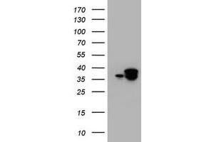 Image no. 1 for anti-Jun Proto-Oncogene (JUN) antibody (ABIN1498943) (C-JUN 抗体)