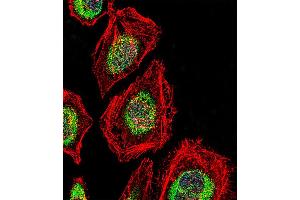 Fluorescent confocal image of Hela cell stained with NRK Antibody . (NRK 抗体  (AA 721-750))