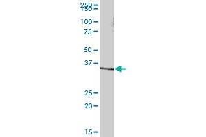 SDS MaxPab polyclonal antibody. (serine Dehydratase 抗体  (AA 1-328))