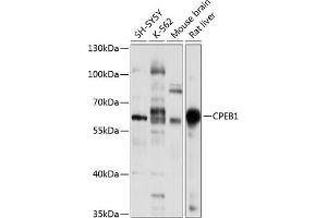 Western blot analysis of extracts of various cell lines, using CPEB1 antibody (ABIN6127656, ABIN6138945, ABIN6138946 and ABIN6221617) at 1:1000 dilution. (CPEB1 抗体  (AA 282-561))