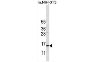 COX7A2L Antibody (Center) western blot analysis in mouse NIH-3T3 cell line lysates (35µg/lane). (COX7A2L 抗体  (Middle Region))