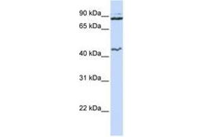 Image no. 1 for anti-Minichromosome Maintenance Deficient 9 (MCM9) (N-Term) antibody (ABIN6742708) (MCM9 抗体  (N-Term))