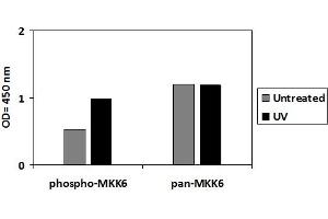 A431 cells were untreated or treated with 100 ng/ml recombinant human EGF for 10 min. (EGFR ELISA 试剂盒)