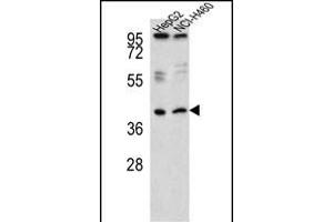 Western blot analysis of RSAD1 Antibody (C-term) (ABIN651455 and ABIN2840249) in HepG2,NCI- cell line lysates (35 μg/lane). (RSAD1 抗体  (C-Term))