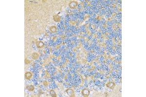 Immunohistochemistry of paraffin-embedded rat cerebellum using COX6A1 antibody. (COX6A1 抗体  (AA 25-109))