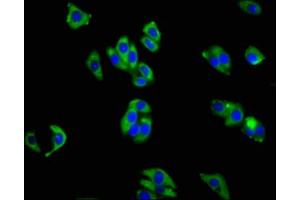 Immunofluorescence staining of HepG2 cells with ABIN7156425 at 1:200, counter-stained with DAPI. (Integrin alpha 1 抗体  (AA 242-524))