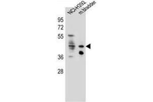 Western blot analysis of Ghrelin receptor / GHSR Antibody (C-term) in NCI-H292 cell line and mouse bladder tissue lysates (35ug/lane). (GHSR 抗体  (C-Term))