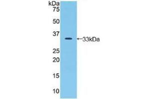 Western blot analysis of recombinant Human JAG2. (JAG2 抗体  (AA 714-981))