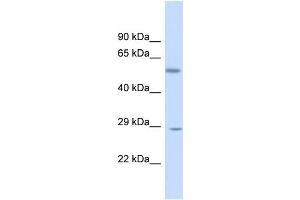 Host:  Rabbit  Target Name:  KLF9  Sample Type:  Fetal Liver lysates  Antibody Dilution:  1. (KLF9 抗体  (N-Term))