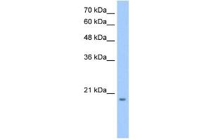 MGC4172 antibody used at 0. (MGC4172 (C-Term) 抗体)