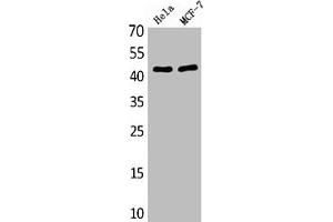 Western Blot analysis of various cells using Antibody diluted at 1:1000. (MEK1 抗体  (AA 330-410))