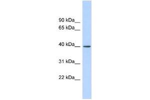 WB Suggested Anti-RAD51AP1 Antibody Titration:  0. (RAD51AP1 抗体  (Middle Region))