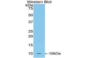 Western Blotting (WB) image for anti-Urocortin 2 (UCN2) (AA 23-107) antibody (ABIN3205059) (Urocortin 2 抗体  (AA 23-107))