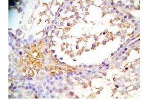 Mouse testis tissue was stained by Rabbit Anti-INSL6 C Peptide (Human) Antibody (INSL6 抗体  (Preproprotein))