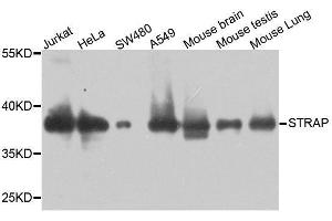 Western blot analysis of extracts of various cell lines, using STRAP antibody. (STRAP 抗体  (AA 1-350))