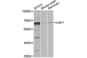 Western blot analysis of extracts of various cell lines, using UAP1 antibody (ABIN5971146) at 1/1000 dilution. (UAP1 抗体)