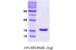 SDS-PAGE (SDS) image for Synuclein, alpha (SNCA) protein (ABIN666673) (SNCA 蛋白)