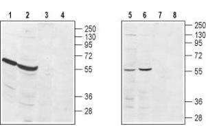 Western blot analysis of rat heart (lanes 1 and 3), rat kidney (lanes 2 and 4), human Jurkat  acute T cell leukemia (lanes 5 and 7) and mouse WEHI  B cell lymphoma (lanes 6 and 8) lysates: - 1,2,5,6. (S1PR3 抗体  (Extracellular, N-Term))