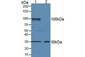 Western blot analysis of (1) Mouse Liver Tissue and (2) Mouse Skin Tissue. (Amphiregulin 抗体  (AA 20-100))