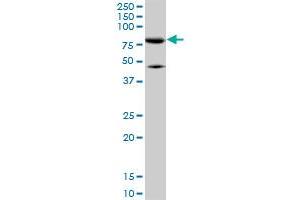 Western Blotting (WB) image for anti-Mitofusin 2 (MFN2) (AA 661-758) antibody (ABIN599101) (MFN2 抗体  (AA 661-758))