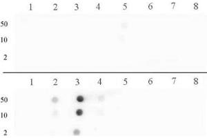 Histone H3 dimethyl Arg17 asymmetric pAb tested by dot blot analysis. (Histone 3 抗体  (H3R17me2a))