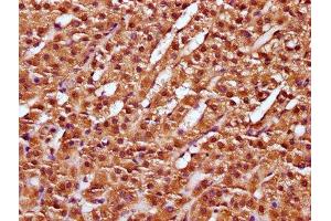 IHC image of ABIN7149388 diluted at 1:100 and staining in paraffin-embedded human adrenal gland tissue performed on a Leica BondTM system. (NUBP2 抗体  (AA 54-170))