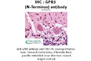 Image no. 1 for anti-G Protein-Coupled Receptor 3 (GPR3) (Extracellular Domain), (N-Term) antibody (ABIN1735048) (GPR3 抗体  (Extracellular Domain, N-Term))