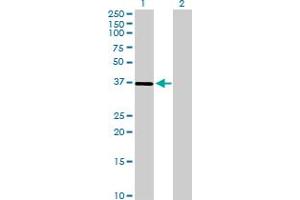 Western Blot analysis of ST3GAL1 expression in transfected 293T cell line by ST3GAL1 MaxPab polyclonal antibody.