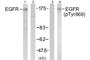 Western blot analysis of extract from A431 cells untreated or treated with EGF (200ng/ml, 5min), using EGFR (Ab-869) antibody (E021222, Lane1 and 2) and EGFR (phospho-Tyr869) antibody (E011229, Lane 3 and 4). (EGFR 抗体  (pTyr869))