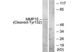 Western blot analysis of extracts from COS7 cells, treated with etoposide 25uM 1h, using MMP15 (Cleaved-Tyr132) Antibody. (MMP15 抗体  (Cleaved-Tyr132))