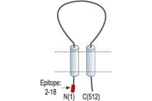 Representative domain view of the target of ABIN7884750.