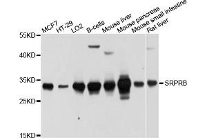 Western blot analysis of extracts of various cell lines, using SRPRB antibody (ABIN5998964) at 1/1000 dilution. (SRPRB 抗体)