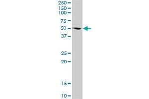 FUBP3 MaxPab polyclonal antibody. (FUBP3 抗体  (AA 1-261))
