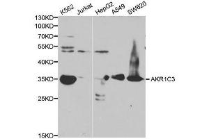 Western blot analysis of extracts of various cell line, using AKR1C3 antibody. (AKR1C3 抗体)