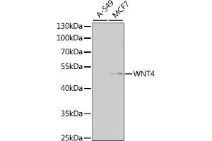 Western blot analysis of extracts of various cell lines, using WNT4 antibody (ABIN6130658, ABIN6150246, ABIN6150247 and ABIN6223774) at 1:1000 dilution. (WNT4 抗体  (AA 122-351))