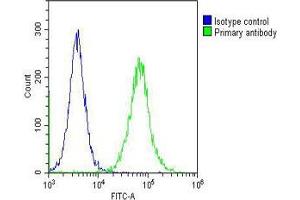 Overlay histogram showing Hela cells stained with (ABIN652911 and ABIN2842587) (green line). (ELAVL1 抗体)