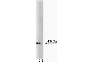 Western blot analysis of Connexin-43 on a rat cerebrum lysate. (Connexin 43/GJA1 抗体  (AA 252-270))