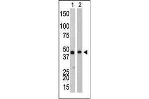 The anti-CKB Pab (ABIN391074 and ABIN2841221) is used in Western blot to detect CKB in Y79 cell lysate (Lane 1) and mouse colon tissue lysate (Lane 2). (CKB 抗体  (C-Term))