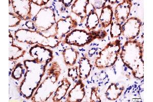 Paraformaldehyde-fixed, paraffin embedded human kidney tissue, Antigen retrieval by boiling in sodium citrate buffer(pH6) for 15min, Block endogenous peroxidase by 3% hydrogen peroxide for 30 minutes, Blocking buffer (normal goat serum) at 37°C for 20min, Antibody incubation with Rabbit Anti-Laminin Polyclonal Antibody, Unconjugated  at 1:500 overnight at 4°C, followed by a conjugated secondary and DAB staining