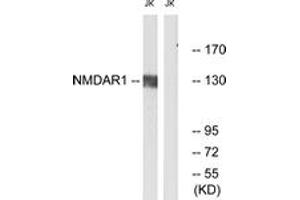 Western blot analysis of extracts from Jurkat cells, using NMDAR1 (Ab-890) Antibody.