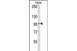 BCL6 Antibody (C-term) (ABIN656985 and ABIN2846168) western blot analysis in Hela cell line lysates (35 μg/lane).